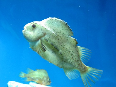 Lamp fish