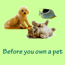 Before you own a pet
