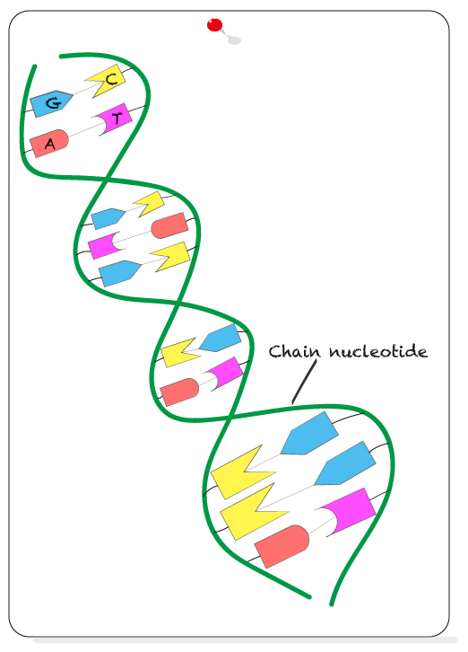 double helix structure