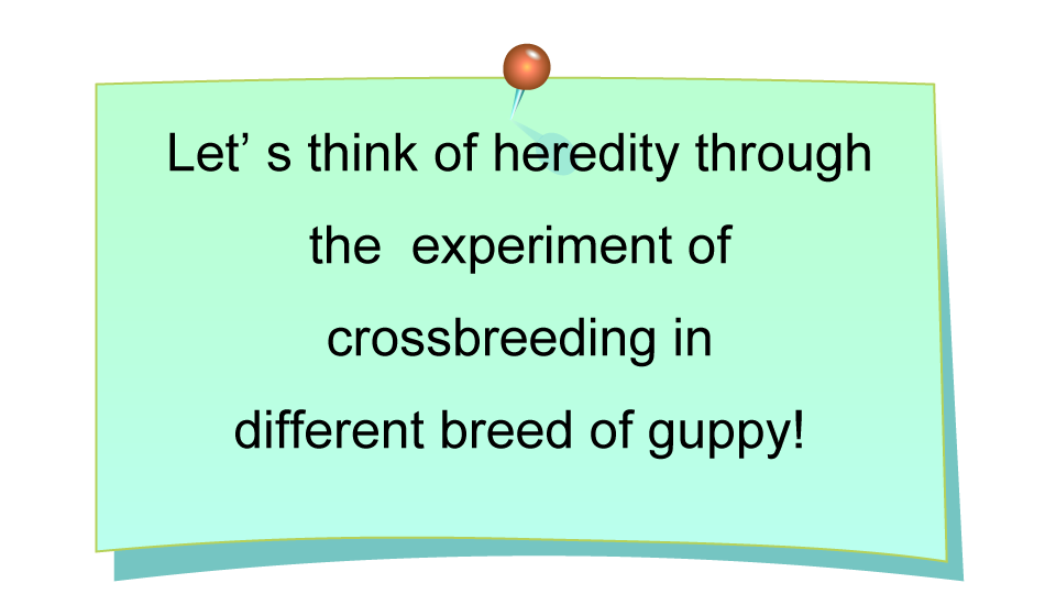 Let’s think of heredity through the experiment of crossbreeding in different breed of guppy!