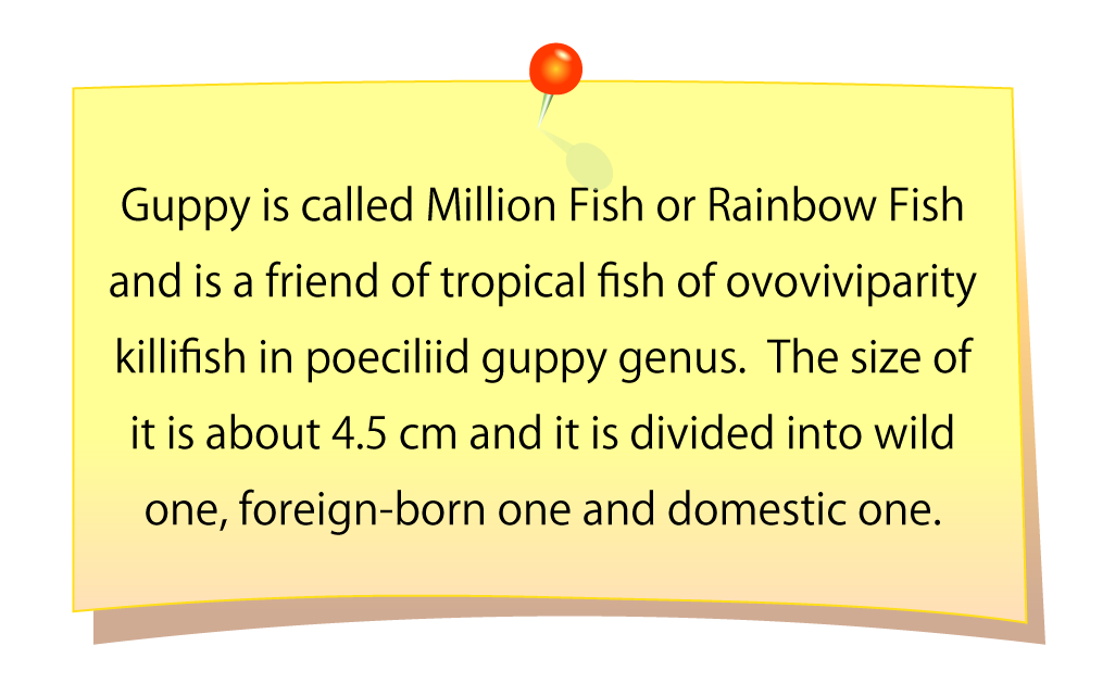Guppy is called Million Fish or Rainbow Fish and is a friend of tropical fish of ovoviviparity killifish in poeciliid guppy genus.  The size of it is about 4.5 cm and it is divided into wild one, foreign-born one and domestic one.