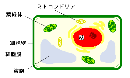 植物細胞