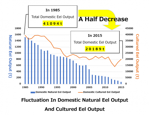 Fluctuation in domestic natural eel output and cultured eel output
