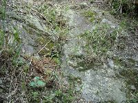 蛇紋岩