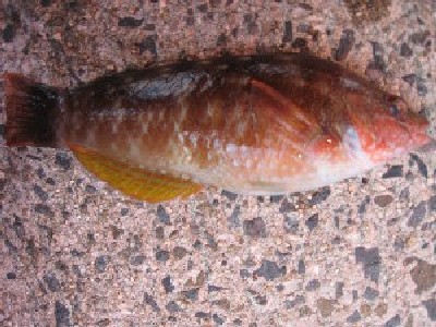 魚辞典 ホシササノハベラ