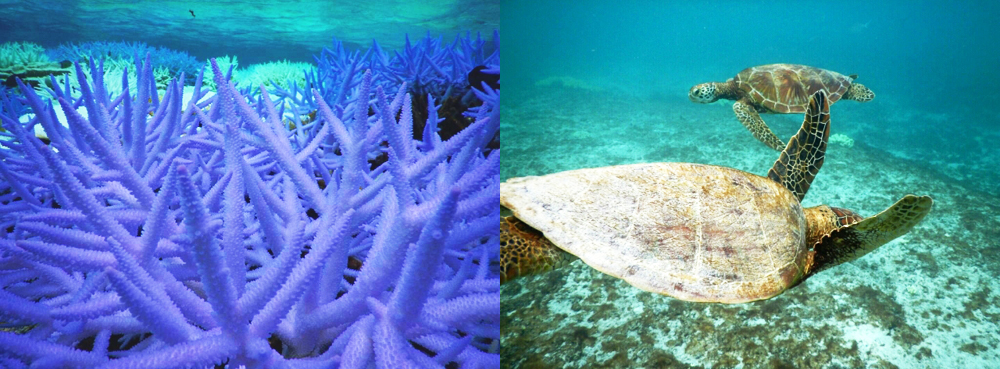 白化珊瑚とウミガメ