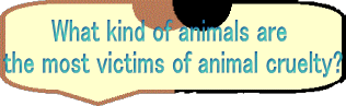 What kind of animals are  the most victims of animal cruelty?