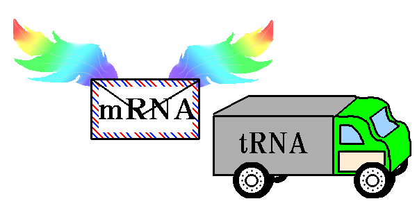 tRNA is a muleAmRNA is a letterB