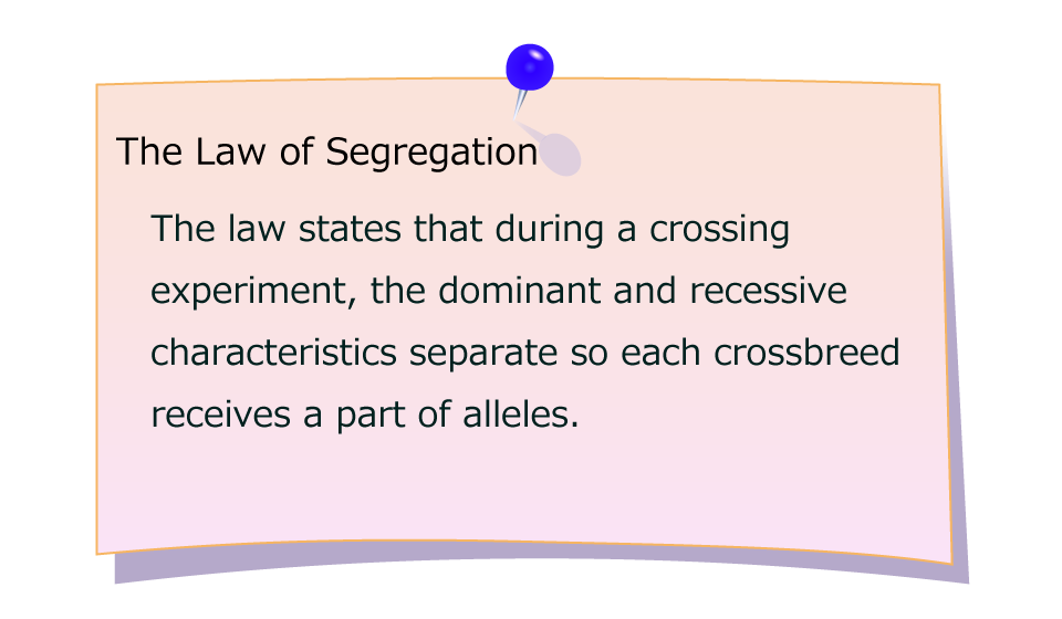The Law of Segregation  The law states that during a crossing experiment, the dominant and recessive characteristics separate so each crossbreed receives a part of alleles.