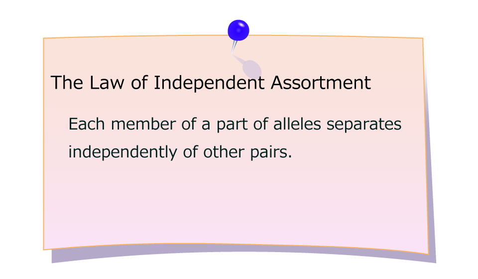 The Law of Independent Assortment  Each member of a part of alleles separates independently of other pairs.
