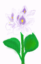 �z�e�C�\�E