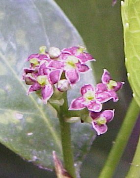 �A�I�L�̗Y��