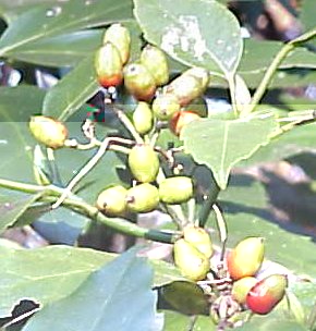 �ʐ^��F�A�I�L�̗Y�ԁ@���F�A�I�L�̎���