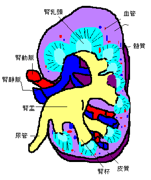 ハイチ 災害