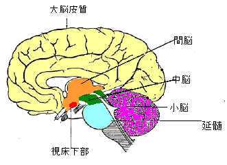 脳の構造・機能