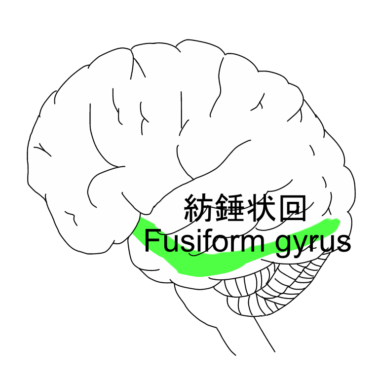 Fusiform spindle