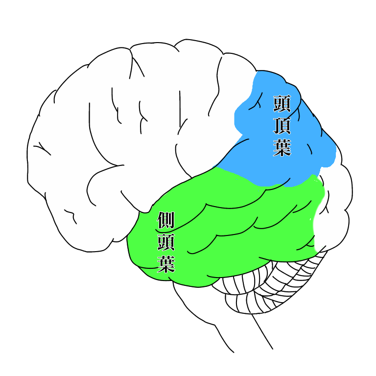 Temporal lobe and parietal lobe
