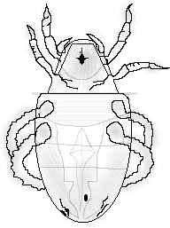 イエササラダニ