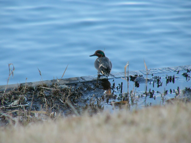 �R�K����