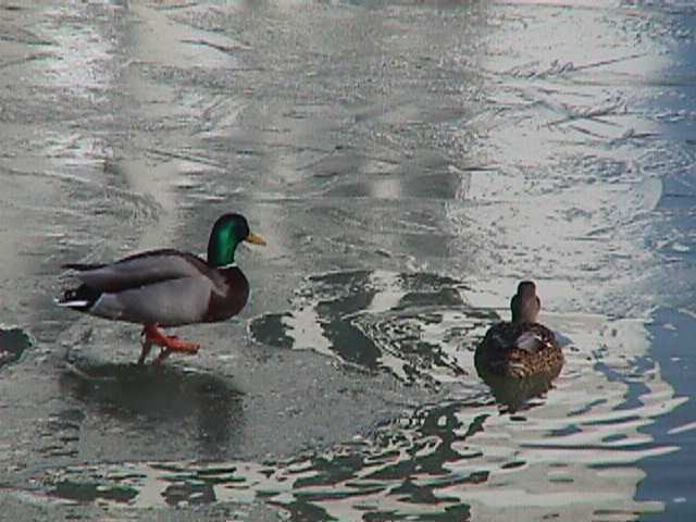 �X�̏�̃}�K���̃y�A