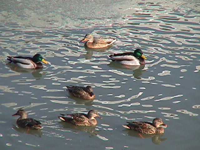 �}�K���̌Q��