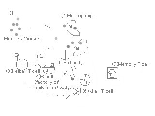 Structure of immunity