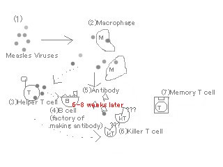 Structure of immunity mechanism destruction 