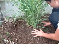 Plant lemongrass