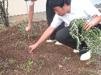 We plant rosemary