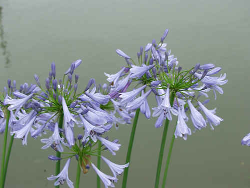 �A�K�p���T�X