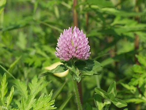 �����߂���