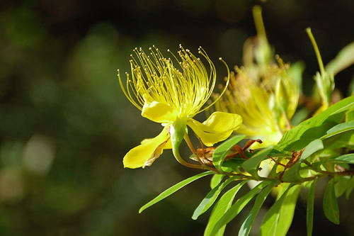 �т悤��Ȃ�"