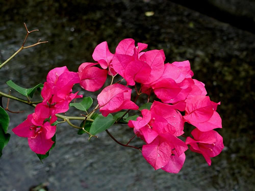 �u�[�Q���r���A