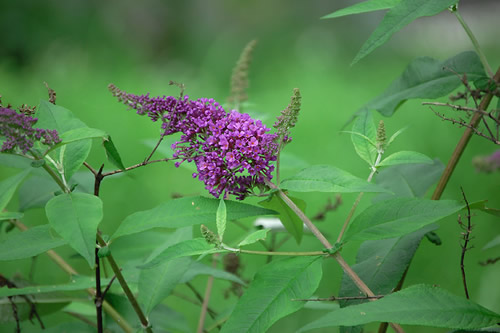 �u�b�h���A