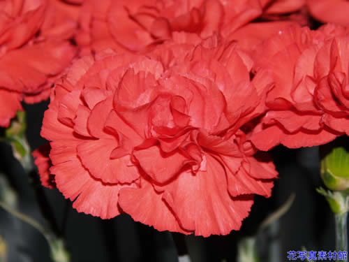 �J�[�l�[�V����