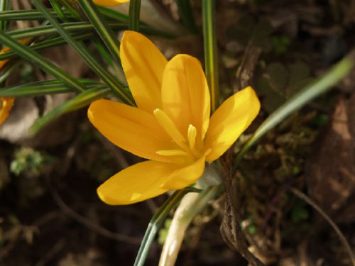 �N���b�J�X