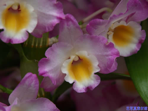 �f���h���r�E��