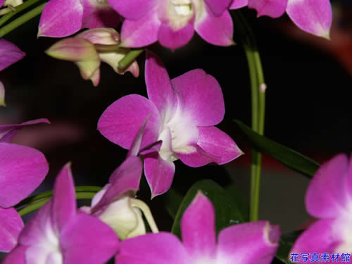 �f���t�@��