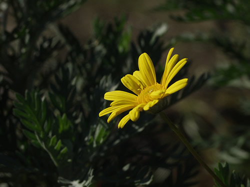 ���[���I�v�X�f�[�W�[