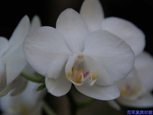 �t�@���m�v�V�X