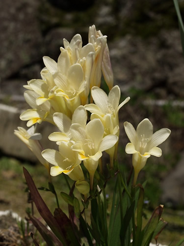 �t���[�W�A