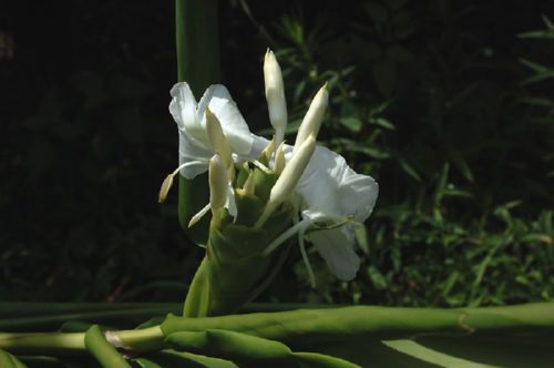 �W���W���[