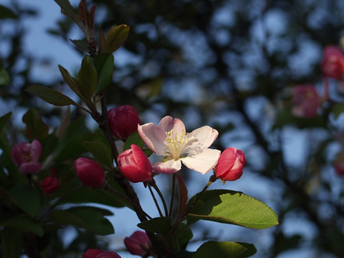 �͂Ȃ����ǂ�