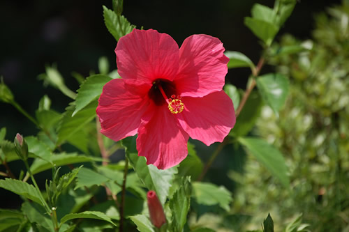 �n�C�r�X�J�X