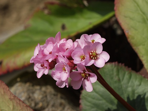 �q�}�����䂫�̂���"