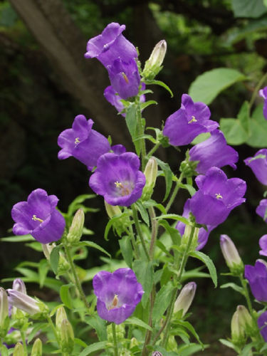 �J���p�j����