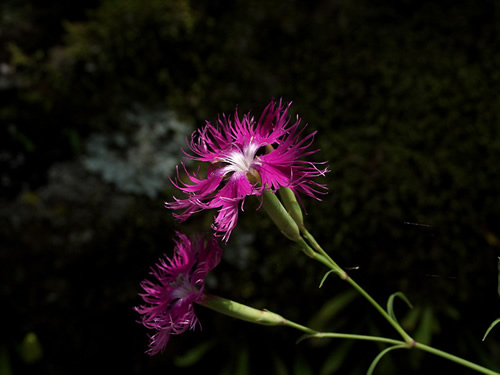 �����Ȃł���