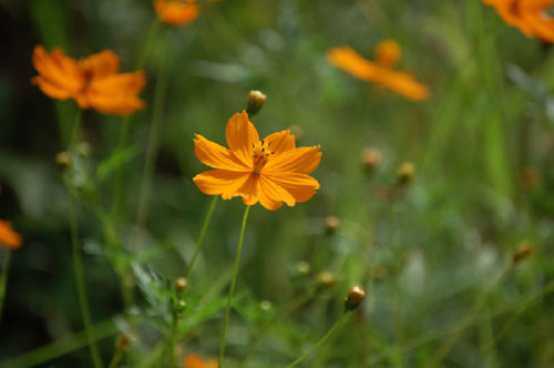 ���΂ȃR�X���X