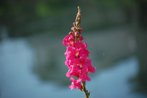 ���񂬂傻��