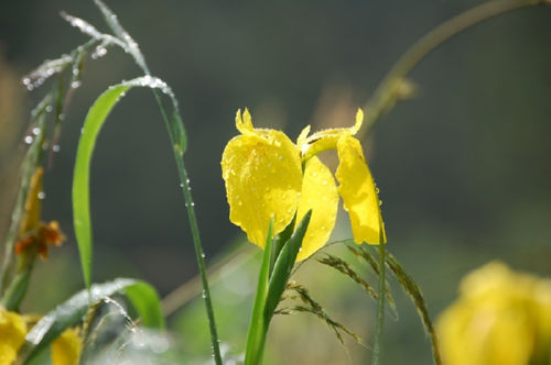 �����傤��